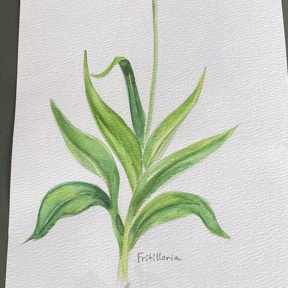 Original Watercolor Painting Fritillaria Botanical Flower Signed B Westbrook 90s - Picture 4 of 11